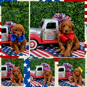  July 16th-Puppies - Phoebe / Beau  F1BB Medium Goldendoodles 