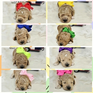 August 15th - puppies - Kaia / Goose F1B  Medium Goldendodles
