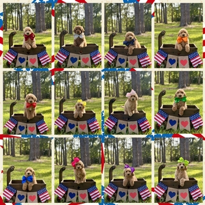 July 2nd - Puppies - Wimberly / Beau - F1B Medium Goldendoodles 