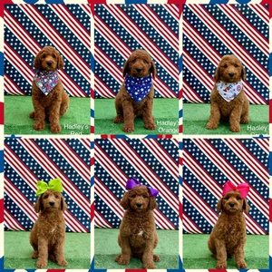 June 28th-Puppies - Hadley / Bentley - F1BB Standard Goldendoodles 