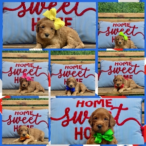 August 1st - Puppies - Roxy / Teddy F2B  Mini Goldendoodles 