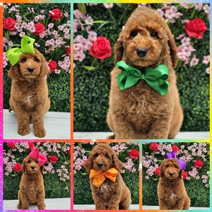  Hadley / Bentley - F1BB Standard Goldendoodles 