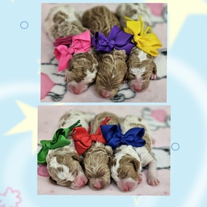  September 2nd Puppies - Blossom and  Hank F1BB medium Goldendoodles