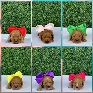 August 20th puppies -  Millie Mae/ Teddy - F2B Mini Goldendodles