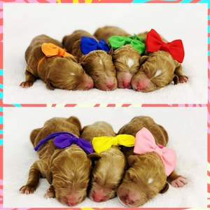  September 6th go home - Harper Hank F1BB Standard Goldendoodles 