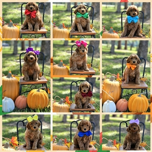 October 19th Puppies - Gracie / Beau Mini Goldendoodles 