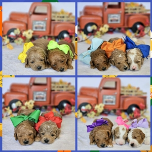 November 17th Puppies - Bambi / Goose F1B Medium Goldendoodles