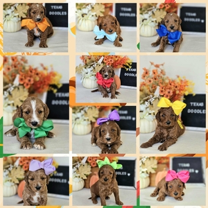  November 22nd Go Home  - Apple / Bentley - F1B Standard Goldendoodles 