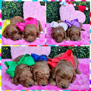 Feb 23rd - Blossom / Goose F1BB Mini Goldendoodles