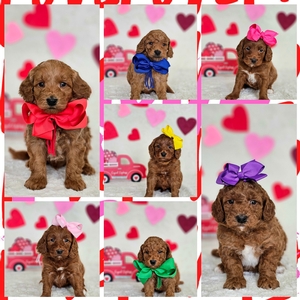 Feb 23rd - Blossom / Goose F1BB Mini Goldendoodles