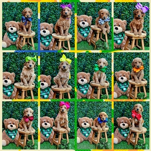 April 11th Puppies - WImberly / Bentley F1B Standard Goldendoodles