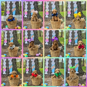 April 11th Puppies - WImberly / Bentley F1B Standard Goldendoodles