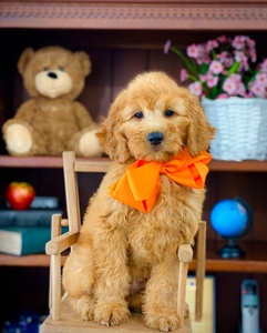 Roxy's Orange Boy mini Goldendoodle 