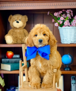 Roxy's Blue Boy mini Goldendoodle 