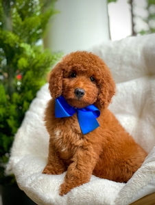 Reba's Blue Boy Petite Mini Goldendoodle