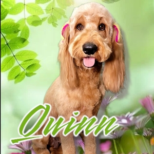 Quinn (Guardian Home)