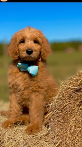 June puppies - Wimberley / Bentley - F1BB standard GoldenDoodles 
