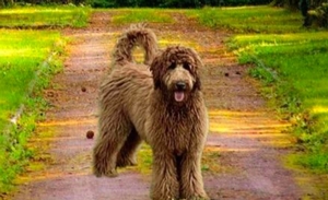 Gracie (Guardian Home) 