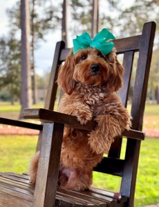 Reba ( Guardian Home) 