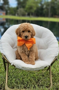 Wimberly's Orange Boy F1B Medium Goldendoodle