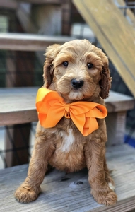 Harper's Orange Boy F1BB Standard Goldendoodle