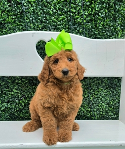 Bella's Lime Girl MultiGen Mini Goldendoodle