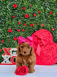 Rosie's Pink Girl - F1BB Medium Goldendoodle