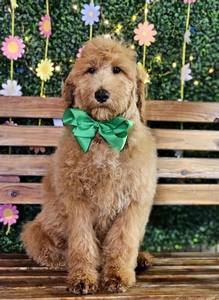 Wimberly's Green Boy F1B Medium Goldendoodle