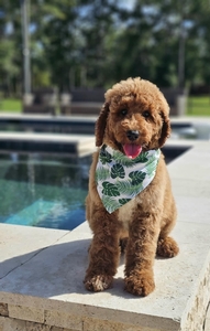 Charlie Rae's Lime Girl