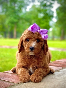 Charlie's Lilac Girl