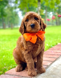Charlie's Orange Boy