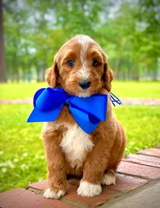 Charlie's Blue Boy