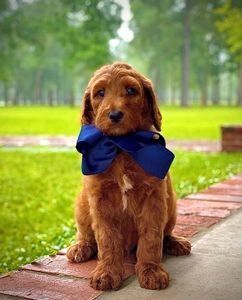 Charlie's Navy Boy 