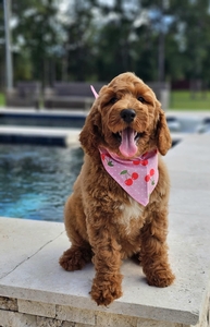 Charlie Rae's Light Pink Girl