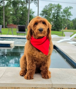 Harper's Red Boy F1BB Standard Goldendoodle