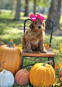 Gracie's Pink Girl F1BB Mini Goldendoodle