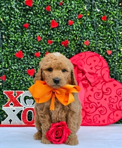 Rosie's Orange Boy - F1BB Medium Goldendoodle