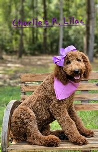 Charlie's Rae's Lilac Girl Standard Goldendoodle