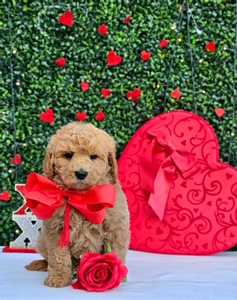 Rosie's Red Boy - F1BB Medium Goldendoodle