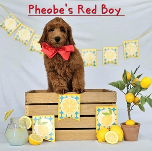 Phoebe's Red Boy mini Goldendoodle 