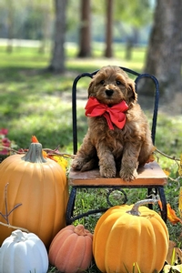 Gracie's Red Boy F1BB Mini Goldendoodle