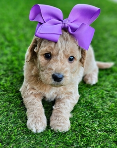 Kaia's Purple Girl - F1B Medium Goldendoodles