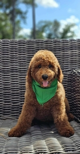 Hadley's Green Boy Standard Goldendoodle