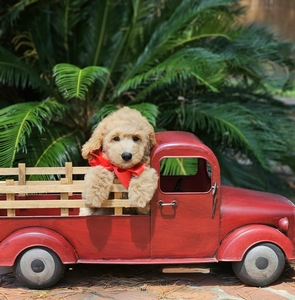Blossom's Red Boy F1BB Medium Goldendoodle