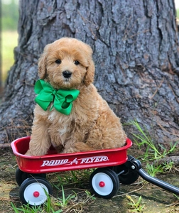 Rosie's Green Boy