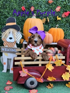 Apple's Purple Girl F1B Standard Goldendoodles