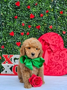 Rosie's Green Boy - F1BB Medium Goldendoodle