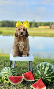 Kaia's Yellow Girl F1B Mini Goldendoodles