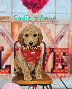 Sadie's Aqua Boy F1B Standard Goldendoodle
