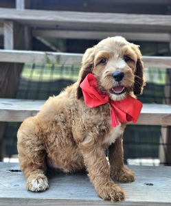 Harper's Red Boy F1BB Standard Goldendoodle
